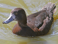 New Zealand Scaup
